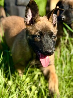 BELGICKÝ OVČÁK MALINOIS - 17