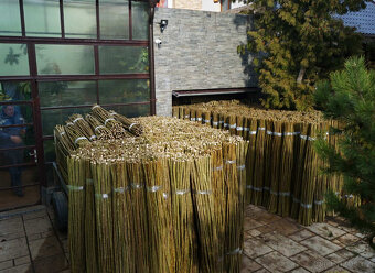 Sadba japonského topolu - 17