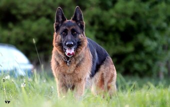 Německý ovčák - 17