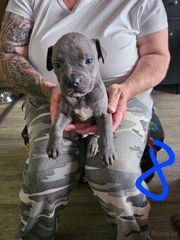 Štěňátka Pitbulla prodám - 17