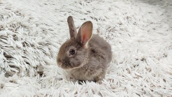 Zakrslý králík, králíček -(REX)-DAMIAN - 17