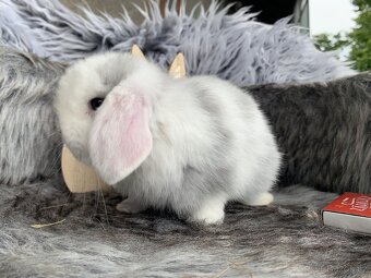 ❤️❤️Krásná Minilop Kralicek veranek miminka - 17
