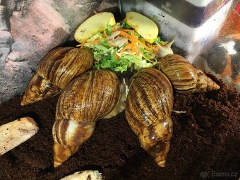 Oblovka síťkovaná (Lissachatina reticulata) 🐌 - 17