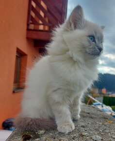 Maciatka ragdoll na odber - 17