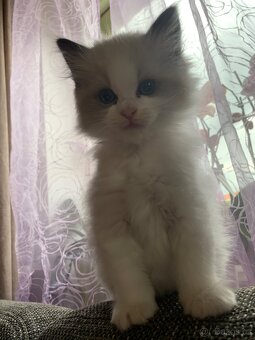 ❤️🌟Nádherná kočička Ragdoll s PP - 17