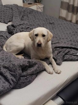 štěňata labrador a Bílá Fenka – připravena k odběru - 17