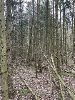 Prodám lesní pozemky v k.ú. Hradiště u Domažlic - 17