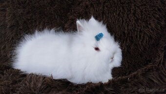Zakrslý králík, králíček -(TEDDY)-HERBERT - 17