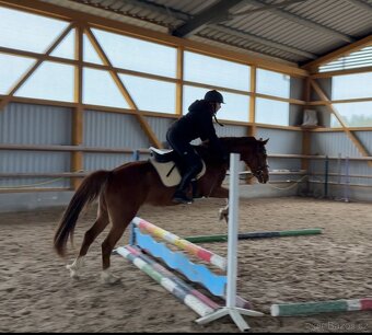 Líbivá charakterní pony klisna - 17