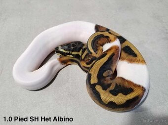 Krajta královská - 17