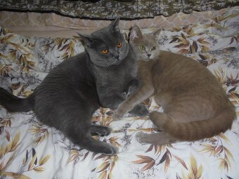 Britská koťata - 17