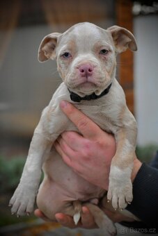 Štěňátka American Bully - 17