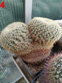 kaktusy mammillarie - 17