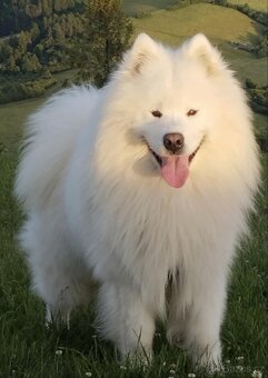 Štěňátka samojeda s PP - 17