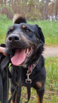 BENÍK K ADOPCI - přátelský, akční, umazlený - 17