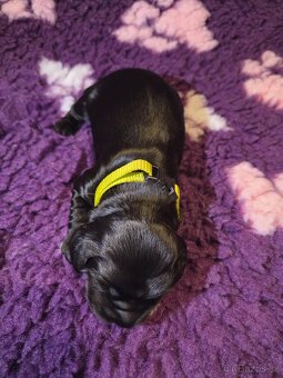 Anglický kokršpaněl – černí chlapečci s PP - 17