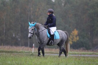Šiml valach 8 let, 138 KVH - 17