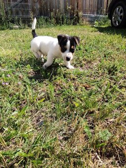 Jack Russell štěňátka - 17