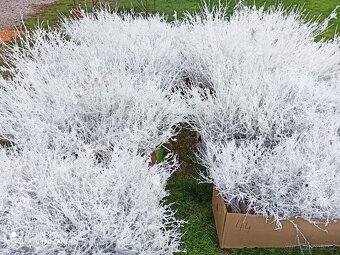 Prodáme vánoční jmelí 🌿🌿 - 17