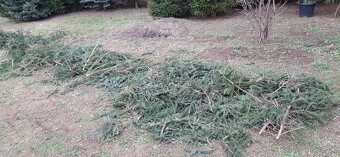 Vánoční stromky, stromečky, špičky a větve na výzdobu - 17