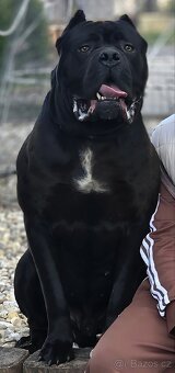 cane corso - 17