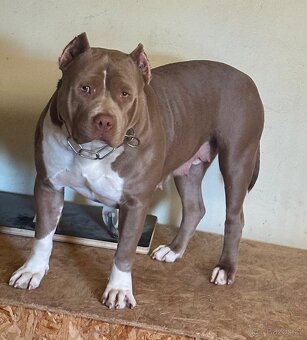 American Bully s PP - 17
