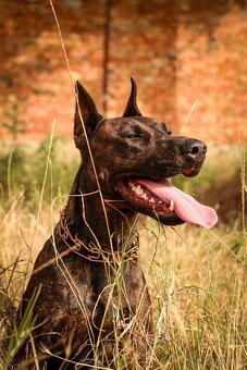 Dobrman x APBT,bandog,ast,bullherder - 17