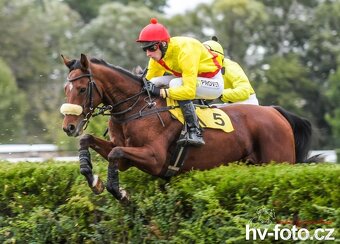 Prodám valacha A1/1 - 17