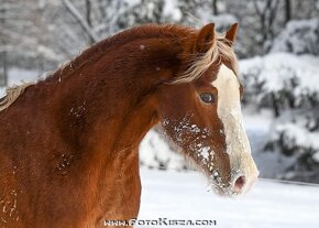 Připouštění Welsh cob - D - 17