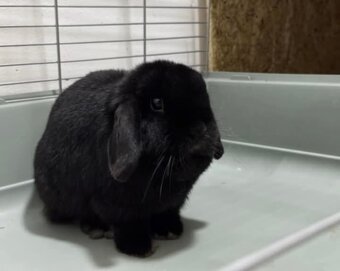 Anglický Zakrslý Beránek minilop ... - 17
