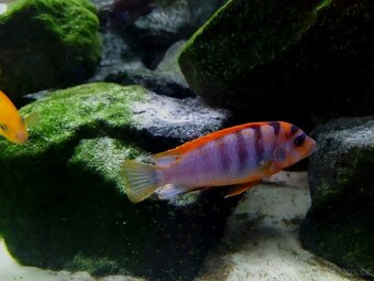 Tlamovci Malawi 20 - 17