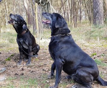 ELI K ADOPCI - PŘÁTELSKÁ, VDĚČNÁ - HLEDÁ SE ANDĚL PRO ELI - 17