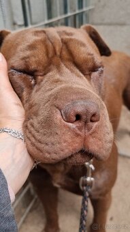 ČOKO K ADOPCI - zlomená něžná dušička - 17