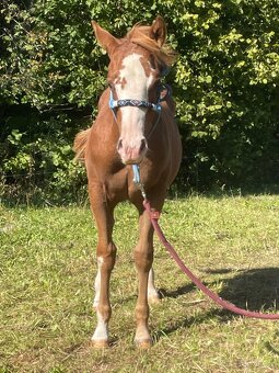 Valášci PH a QH - 17