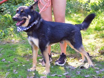 Janot hledá domov - 17