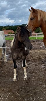 Úžasný Valášek do pony sportu - 17