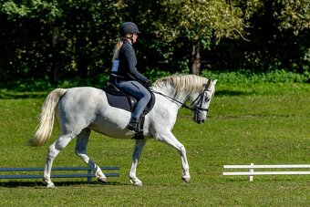 Líbivá connemara klisna do sportu - 17