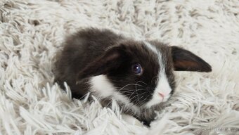 Zakrslý beránek, králík, králíček - TEA - 17