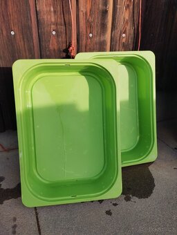 2 morčecí mladí samci nekastrovaní - jen spolu - 17