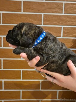 Cane Corso s PP - 17