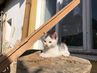Obojky, vodítka, výstavní vodítko, pamlskovník, obleček - 17