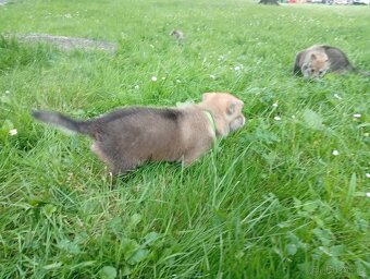 Československý vlčák – štěňata na prodej 🐺 - 17
