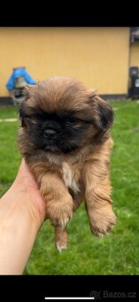 Trpaslíči Pekinézer - 17