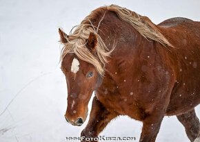 Připouštění Welsh cob - D - 17
