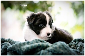 Border Collie, Border Kolia s PP FCI - 17