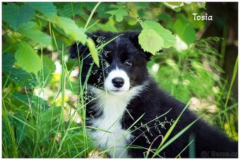 Border Collie, Border Kolia s PP FCI - 17