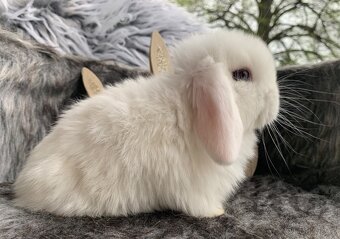 ❤️❤️Minilop Kralicek Beránek k rezervaci ⭐️⭐️ - 17