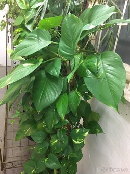 Fikus Benjamin - 17