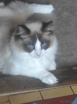 Ragdoll kocourek bez PP - 17
