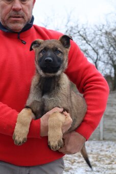 Německý ovčák štěňata s PP, work line, - 17